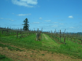 2007 05-Oregon Road to Kings Estate Winery